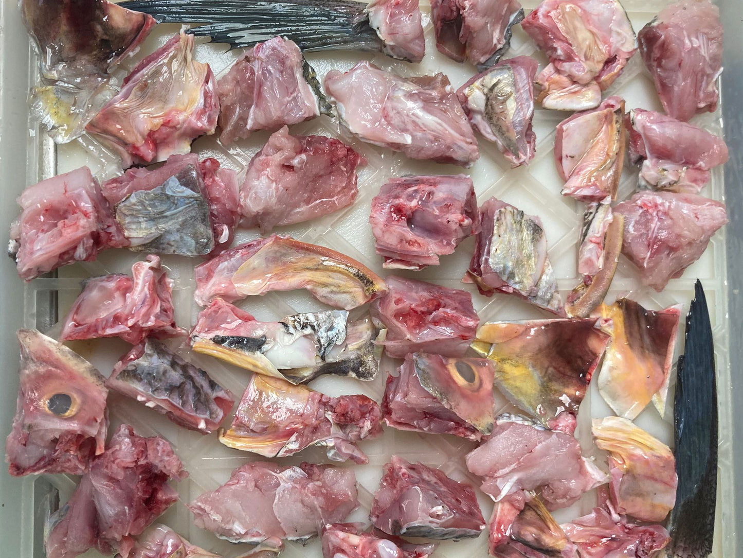 Wild Balai Threadfin Head (about 1kg) - Dishthefish Sustainable Tanjung Balai Indonesia Online Delivery Singapore Fresh Fish Seafood Line Caught Organic Natural Ethical DishTheFish Toppers Powderize Pets Treats Superfood