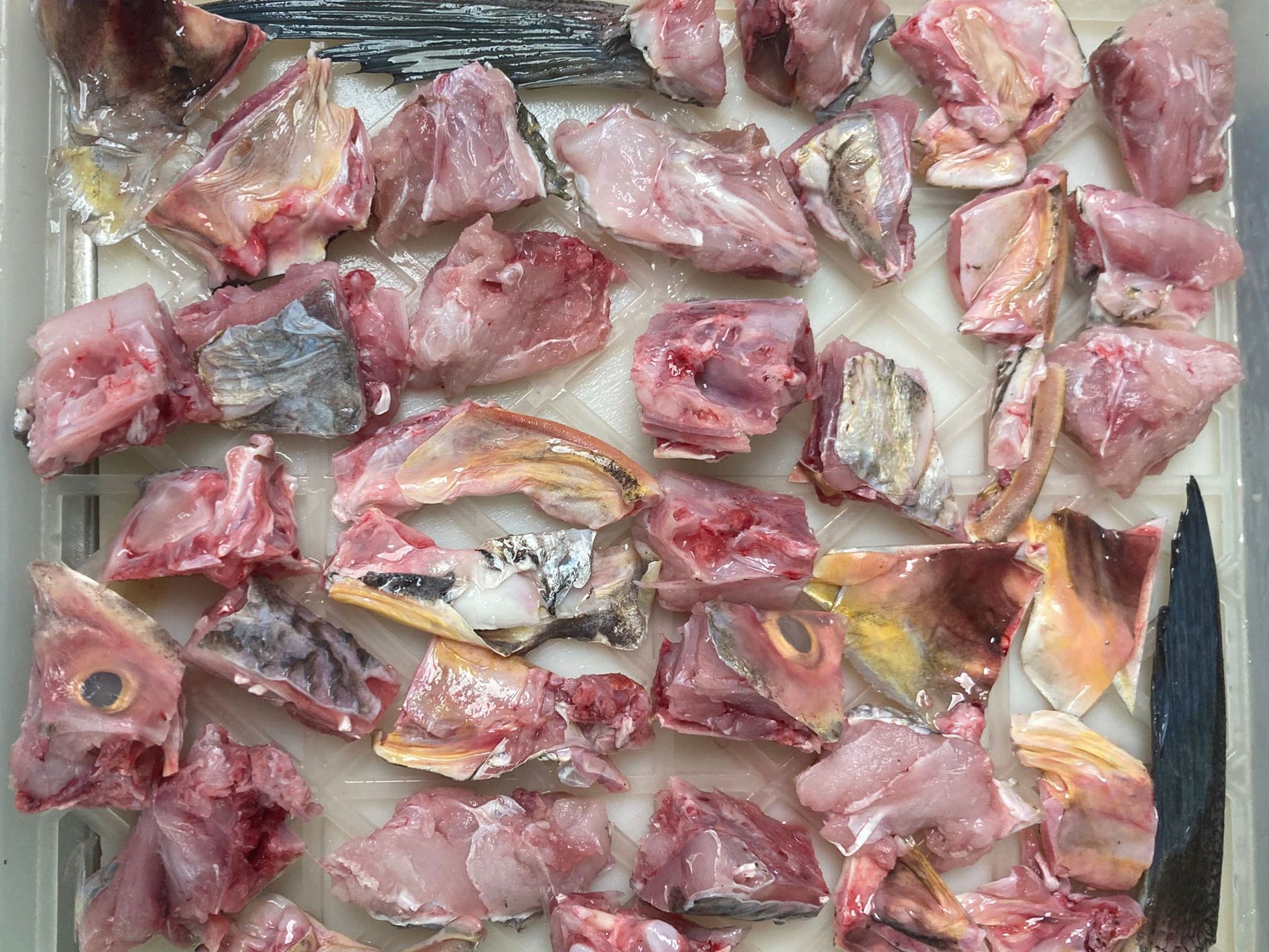 Wild Balai Threadfin Head (about 1kg) - Dishthefish Sustainable Tanjung Balai Indonesia Online Delivery Singapore Fresh Fish Seafood Line Caught Organic Natural Ethical  DishTheFish Toppers Powderize  Pets Treats Superfood