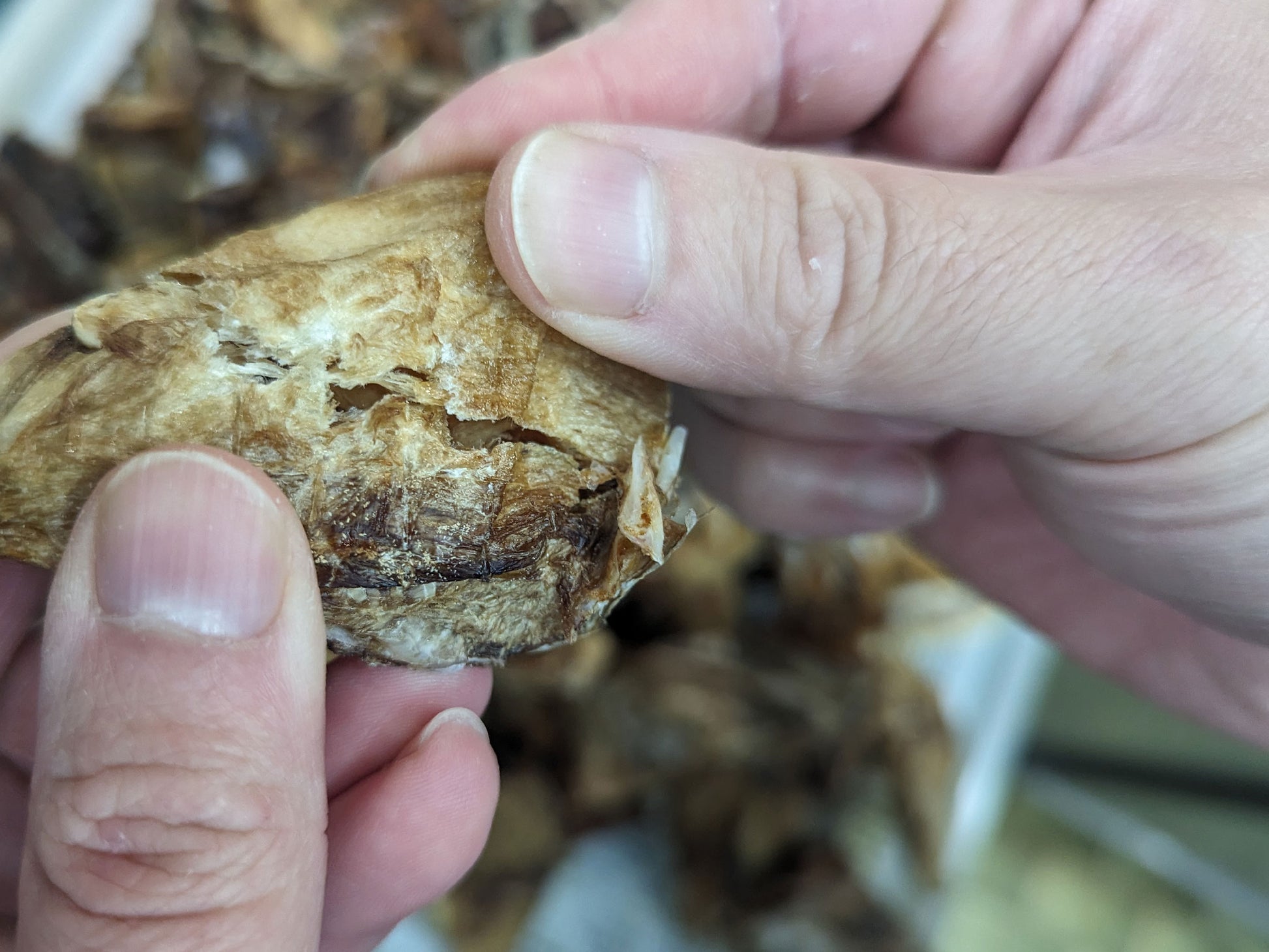 Wild Balai Threadfin Head (about 1kg) - Dishthefish Sustainable Tanjung Balai Indonesia Online Delivery Singapore Fresh Fish Seafood Line Caught Organic Natural Ethical  DishTheFish Toppers Powderize  Pets Treats Superfood