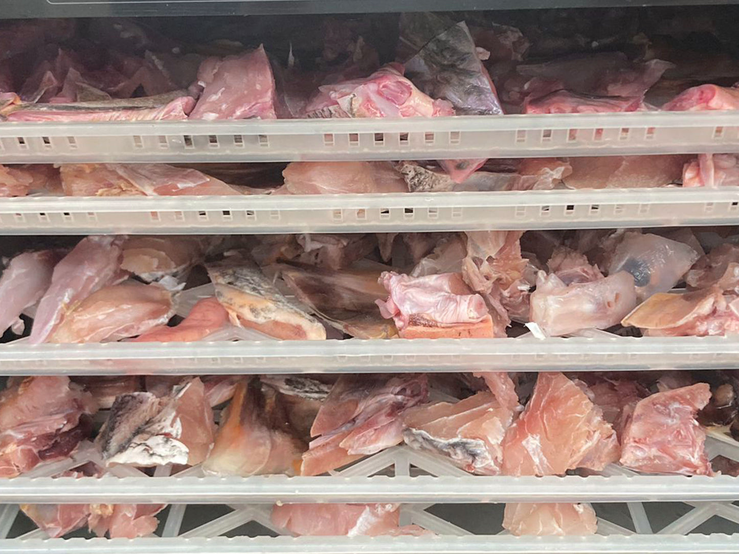 Wild Balai Threadfin Head (about 1kg) - Dishthefish Sustainable Tanjung Balai Indonesia Online Delivery Singapore Fresh Fish Seafood Line Caught Organic Natural Ethical DishTheFish Toppers Powderize Pets Treats Superfood