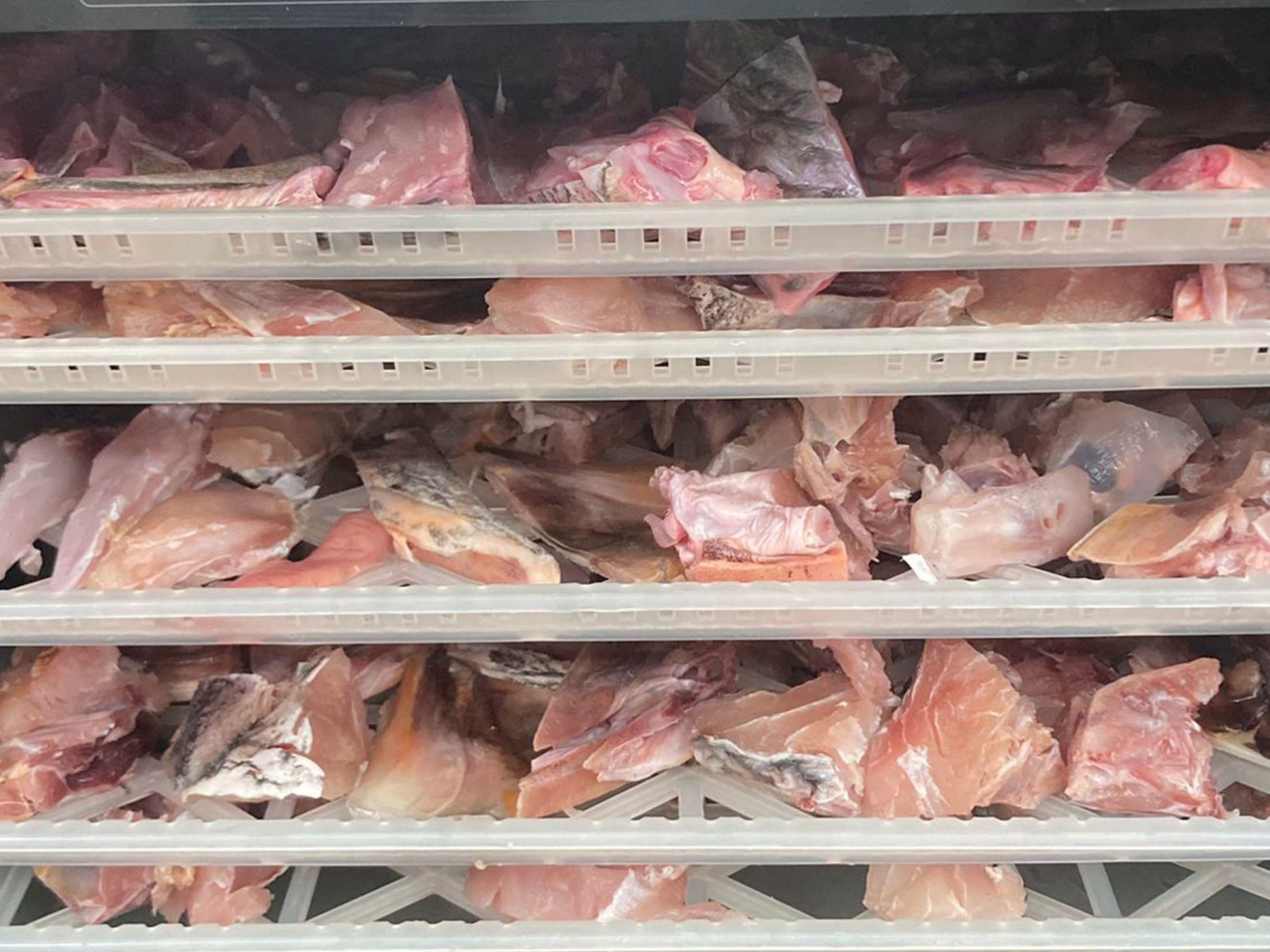 Wild Balai Threadfin Head (about 1kg) - Dishthefish Sustainable Tanjung Balai Indonesia Online Delivery Singapore Fresh Fish Seafood Line Caught Organic Natural Ethical  DishTheFish Toppers Powderize  Pets Treats Superfood