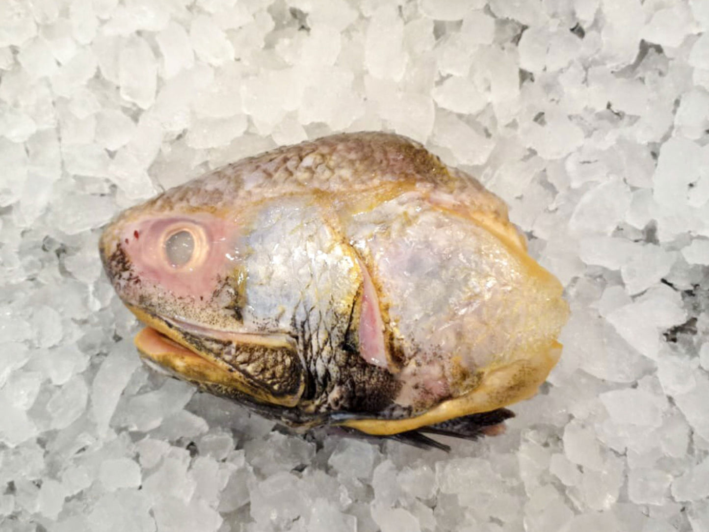 Wild Balai Threadfin Head (about 1kg) - Dishthefish Sustainable Tanjung Balai Indonesia Online Delivery Singapore Fresh Fish Seafood Line Caught Organic Natural Ethical DishTheFish Toppers Powderize Pets Treats Superfood
