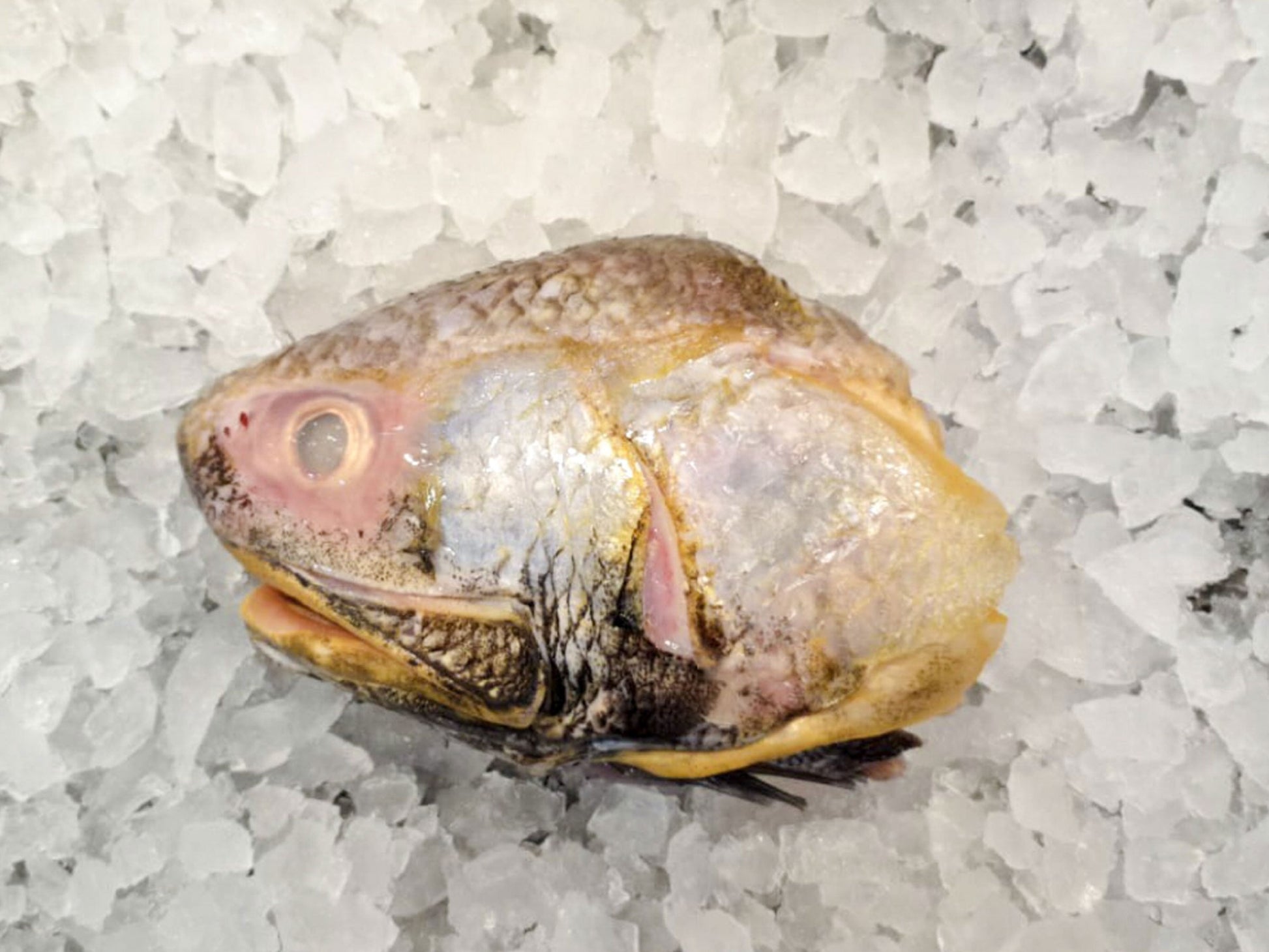 Wild Balai Threadfin Head (about 1kg) - Dishthefish Sustainable Tanjung Balai Indonesia Online Delivery Singapore Fresh Fish Seafood Line Caught Organic Natural Ethical  DishTheFish Toppers Powderize  Pets Treats Superfood