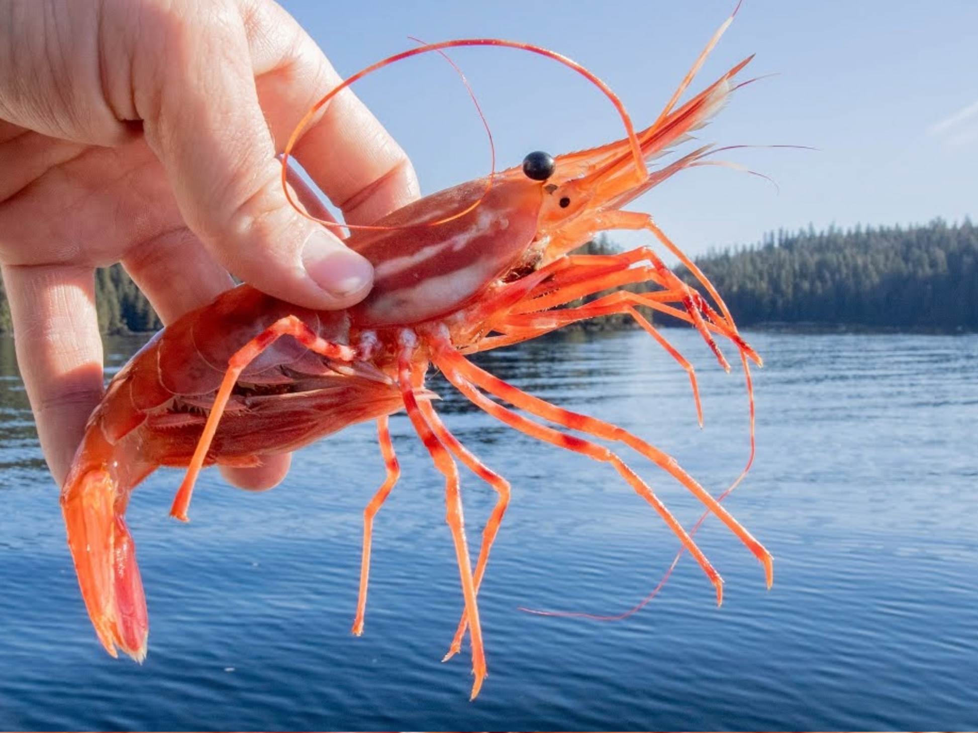 DishTheFish Side Stripe Prawns Shrimps Vancouver Singapore Fresh Fish Seafood Sustainable Wild Caught Organic Ocean Delivered Fresh Doorstep Air Flown Spot Prawns King Shrimps