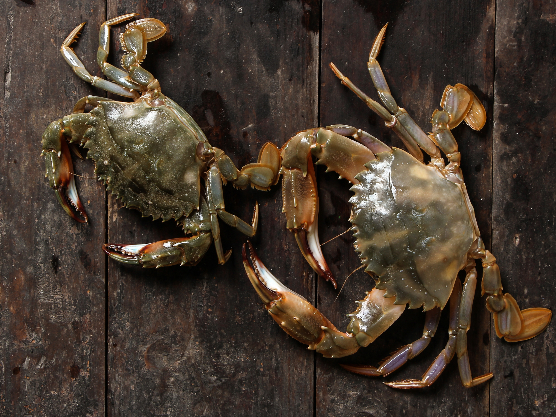 Dishthefish Soft Shell Crabs farmed Online delivery Singapore Fresh Fish Shellfish Seafood