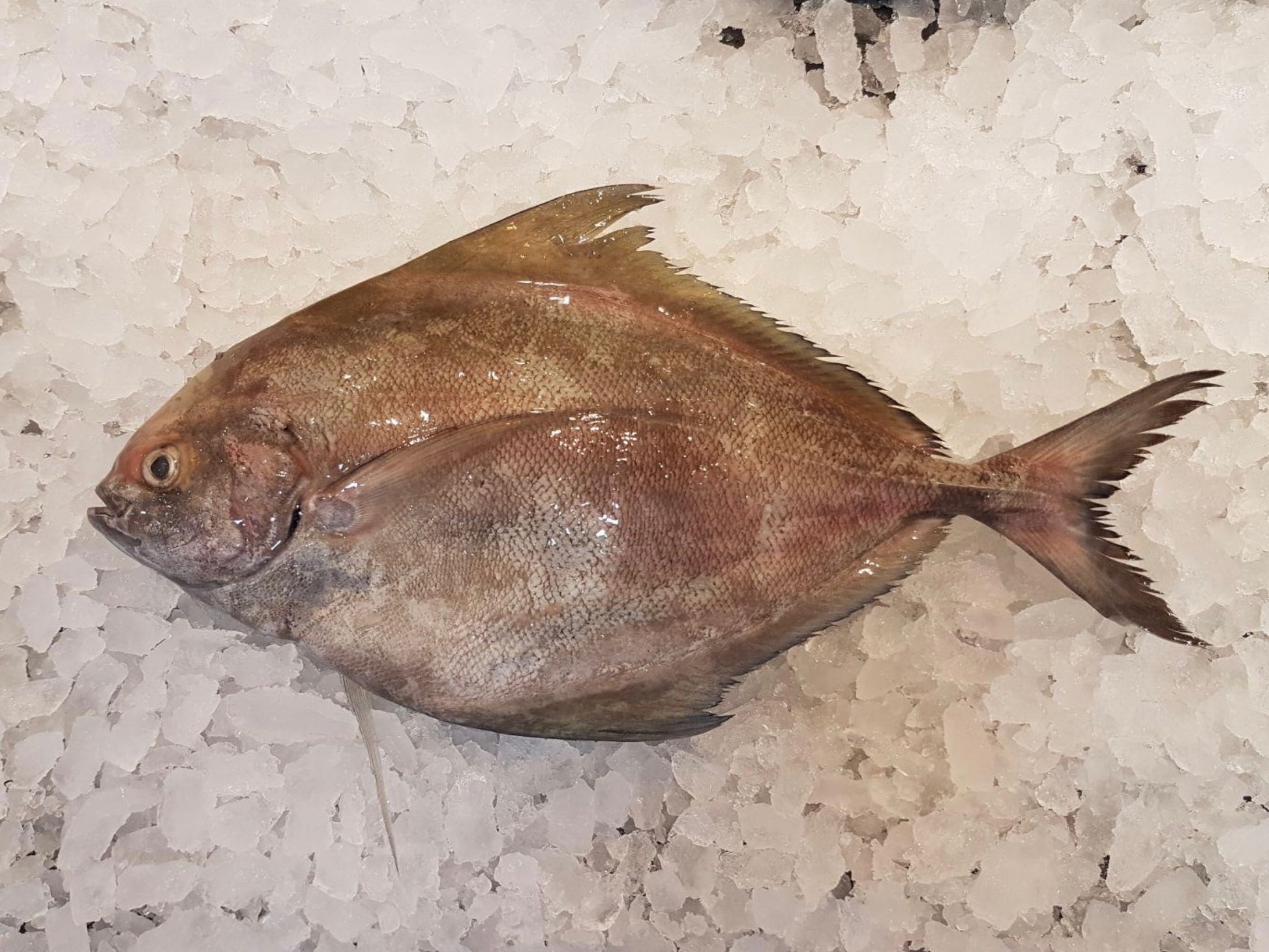 Wild Black Pomfret - Dishthefish Sustainable Organic Natural Clean Fresh