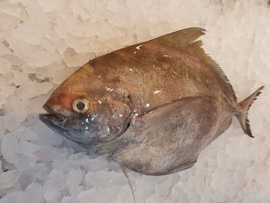 Wild Black Pomfret - Dishthefish Sustainable Organic Natural Clean Fresh
