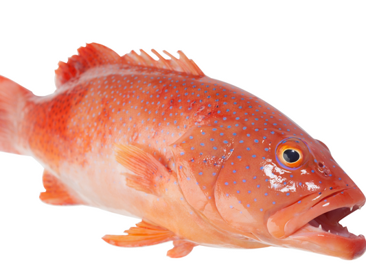 野生大红石斑鱼