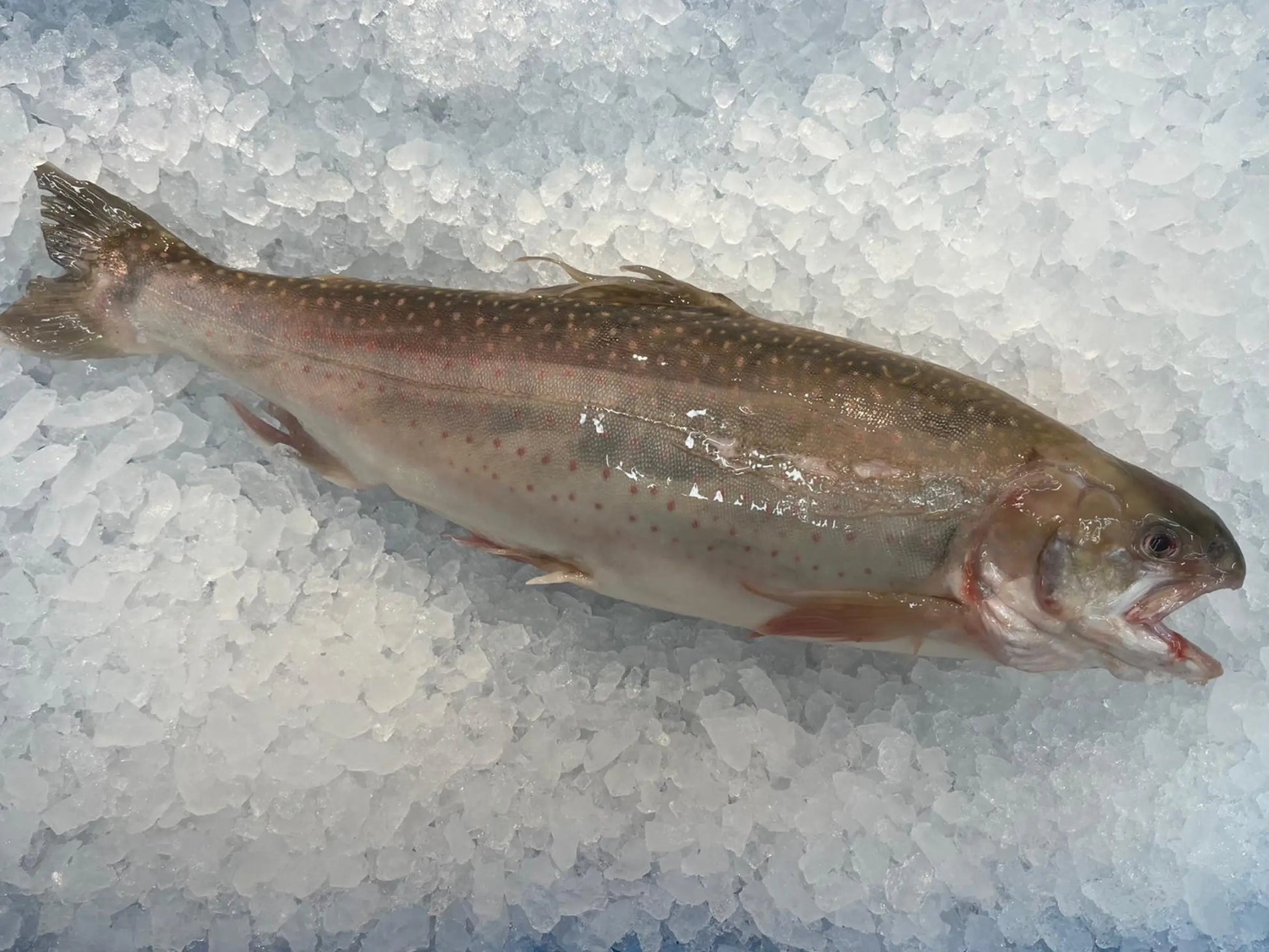 Sustainable Arctic Char Fillet Dishthefish