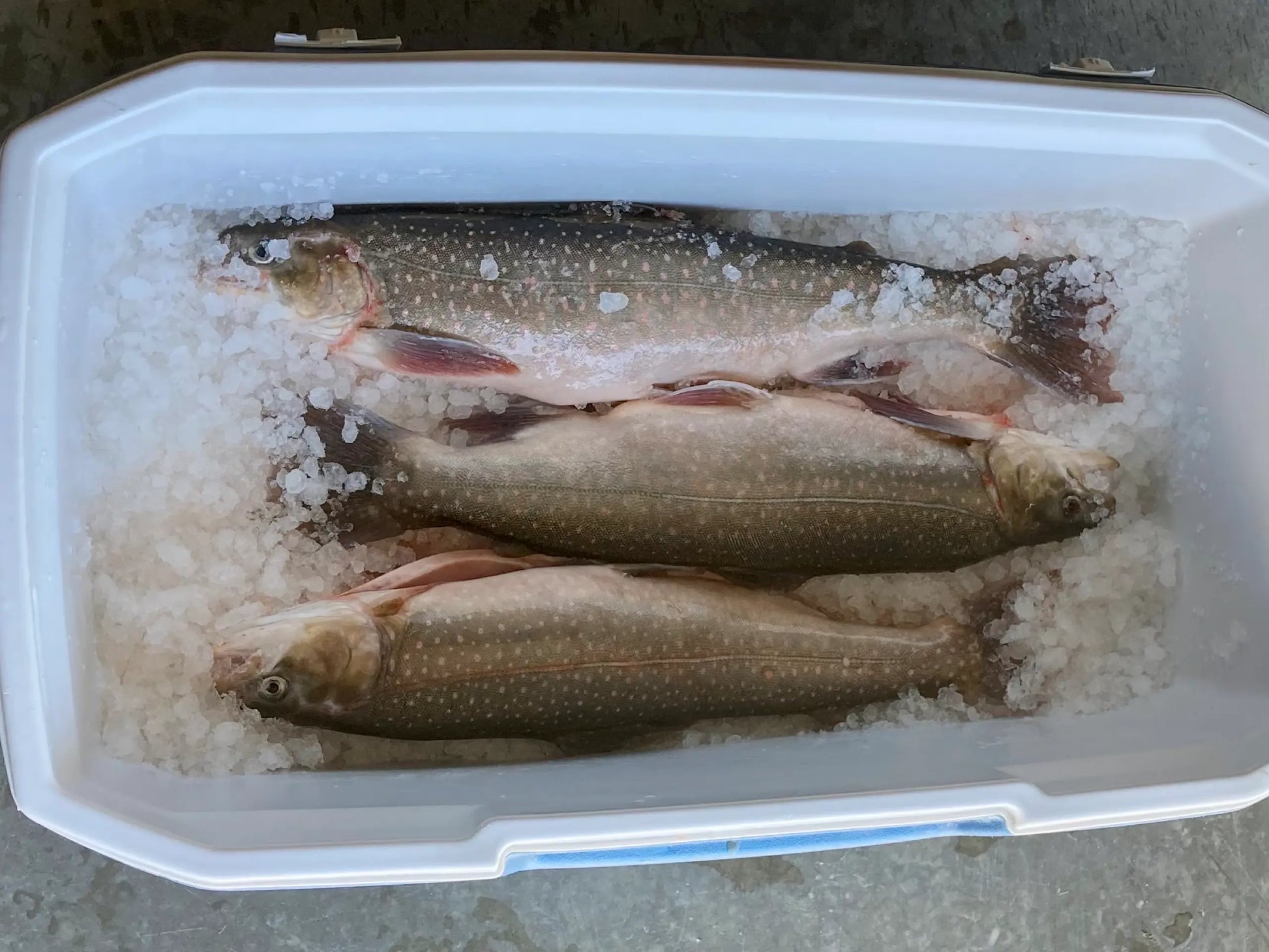 Sustainable Arctic Char Fillet Dishthefish