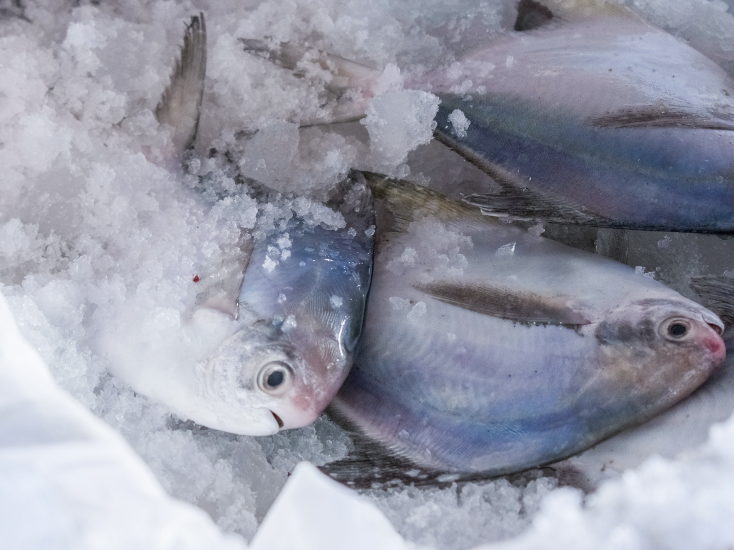 Wild Sustainable White Pomfret - Dishthefish line caught Indonesia Malaysia fresh catch steam fish omega 3 child cut Dishthefish