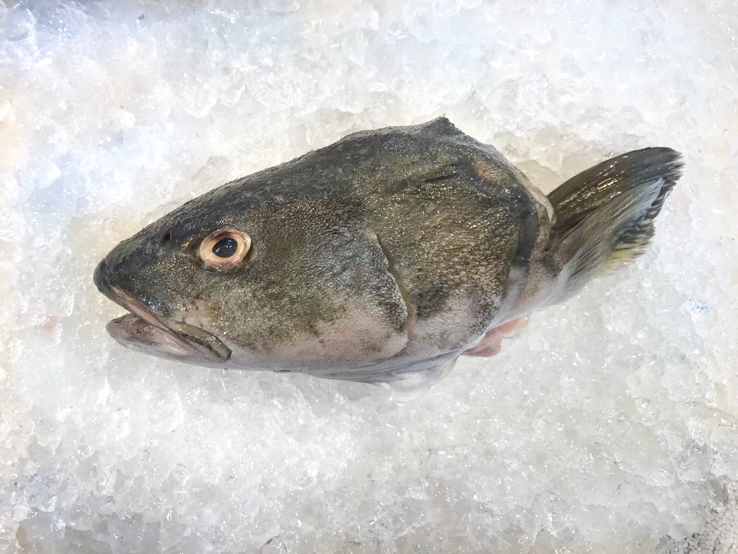 In House Dehydrated Gindara Sablefish (Black Cod) Head - Dishthefish Singapore Fresh Fish Sustainable