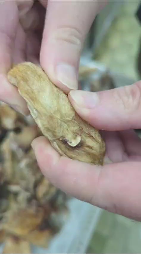 Wild Balai Threadfin Head (about 1kg) - Dishthefish Sustainable Tanjung Balai Indonesia Online Delivery Singapore Fresh Fish Seafood Line Caught Organic Natural Ethical  DishTheFish Toppers Powderize  Pets Treats Superfood