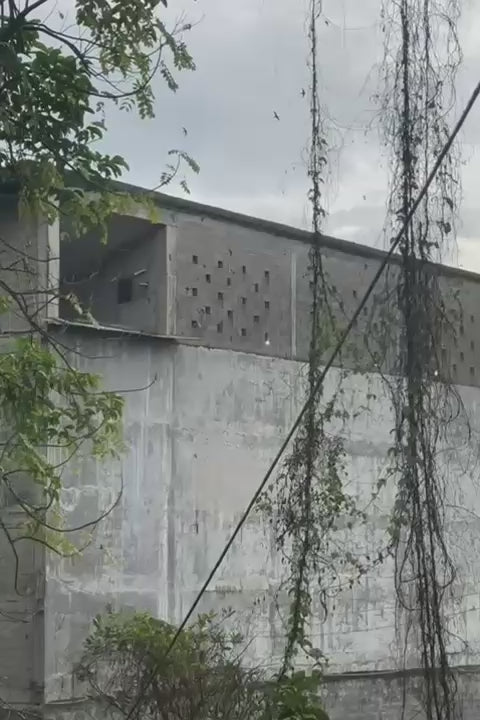 Cooked Bird's Nest DishTheFish Singapore Premium Sustainable Organic Online Natural Clean Food Delivery Fresh Seafood Fish Indonesia Direct Factory Collagen Natural Premium Superior 100% Cave