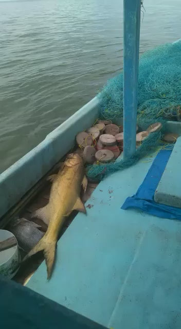 Dish The Fish A Great Fish Makes The Dish 渔民 Fish maw is a delicacy served during special occasions like Chinese New Year. However its nutrition is valuable year round: Rich in collagen, fish maw is a Chinese beauty secret for youthful skin. Fish maw  rich proteins and nutrients phosphor  calcium. nourishes 'yin' replenishes tissue, moisture fluids of lung, stomach, liver and kidney. It boosts stamina and helps prevent burnout.  fish maw cholesterol valuable health enhancing ingredient Wild Balai Threadfin