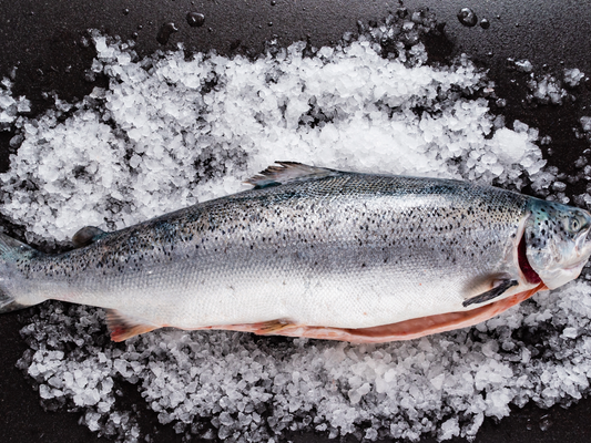 整条挪威三文鱼(约5公斤)