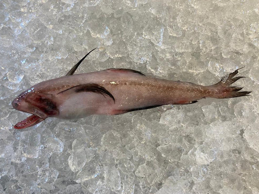 Bombay Duck (硬尾)About 1kg - Dishthefish Singapore Online Delivery Sustainable Wild Caught Wild-caught from Indonesia (Tanjung Balai) waters. Suitable for grilling, frying and for stews. High in omega3 and calcium.  Frozen and vacuum packed in bags of 500g each.   Common Name: Bombay Duck, Indian Bombay-duck Scientific Name: Harpadon nehereus  (Hamilton, 1822) Mandarin Name: 狗母魚 (Gǒu mǔ yú), 印度镰齿鱼 (Yìndù lián chǐ yú) 硬尾 Local Malay Name: Ikan Lumi, Lumek, Loh Mai, Lumi-lumi, Lomei, Si Teng