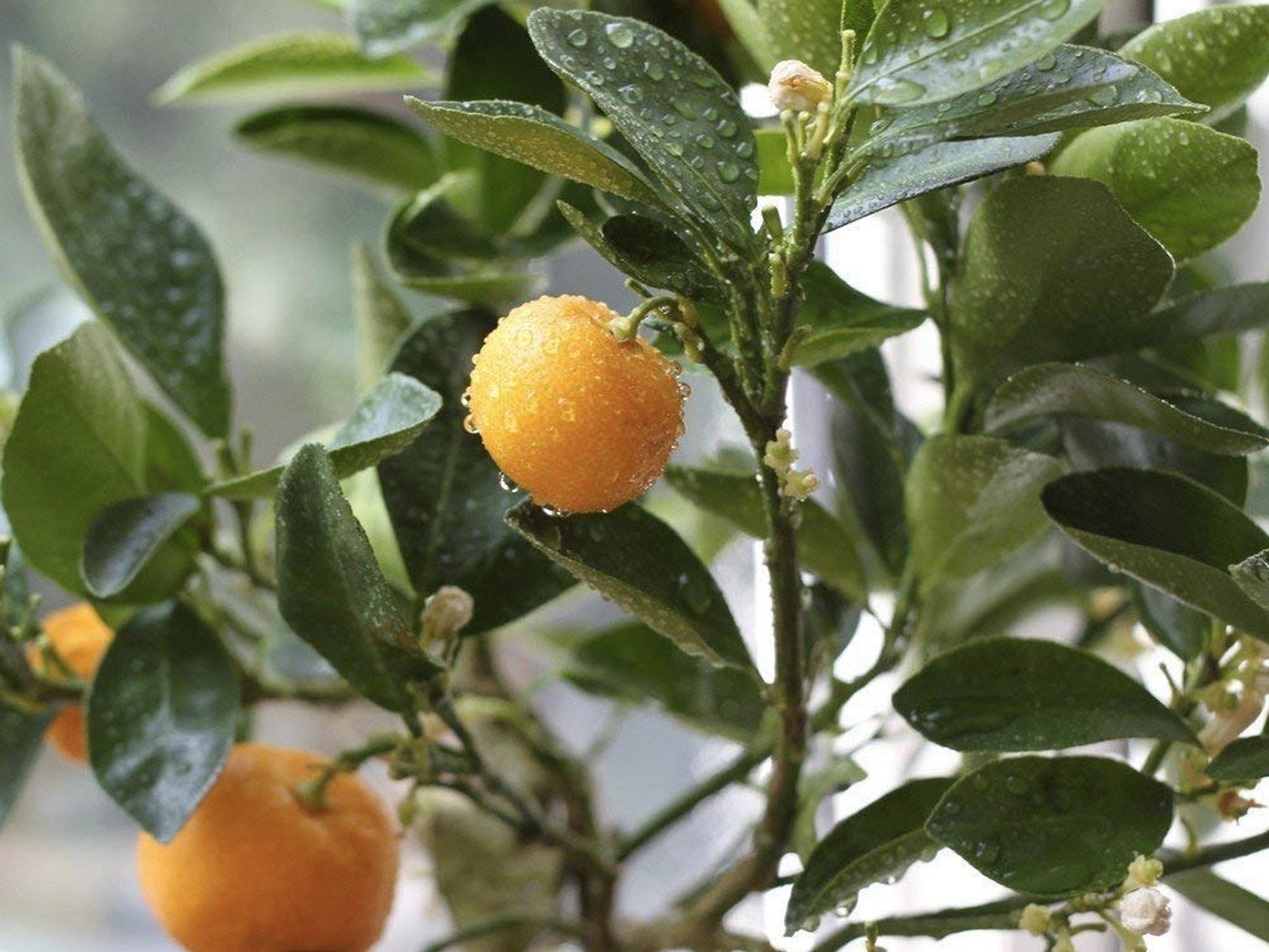 Dish The Fish Golden Orange Oil Singapore Online Delivery Shuang Bang Chemical free preservative free no MSG Orange oil Teochew dipping sauce