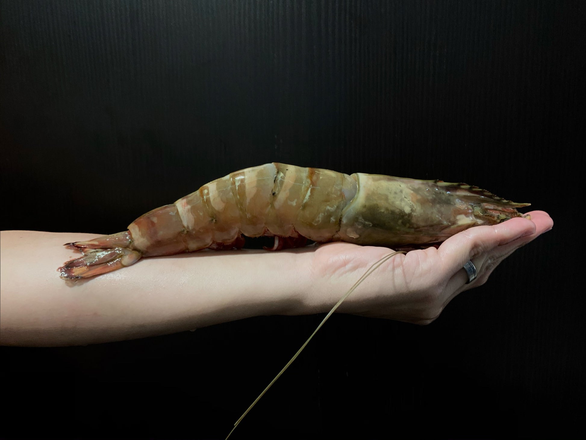 Dish The Fish A Great Fish Makes The Dish 渔民 Sabah Malaysia Antioxidant Antiageing detoxification appetizing no chemical addictives natural organic fresh seafood online delivery white prawns red shell prawns wild caught net line online delivery market 小白虾 沙巴 马来西亚 野生 手工 paste ball steamboat fry grill bake bouncy juicy cuttlefish paste ceh mak 鱿鱼 浆 Jumbo Tiger Prawns 九褶虾