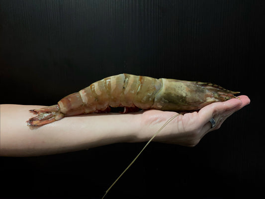 Dish The Fish A Great Fish Makes The Dish 渔民 Sabah Malaysia Antioxidant Antiageing detoxification appetizing no chemical addictives natural organic fresh seafood online delivery white prawns red shell prawns wild caught net line online delivery market 小白虾 沙巴 马来西亚 野生 手工 paste ball steamboat fry grill bake bouncy juicy cuttlefish paste ceh mak 鱿鱼 浆 Jumbo Tiger Prawns 九褶虾