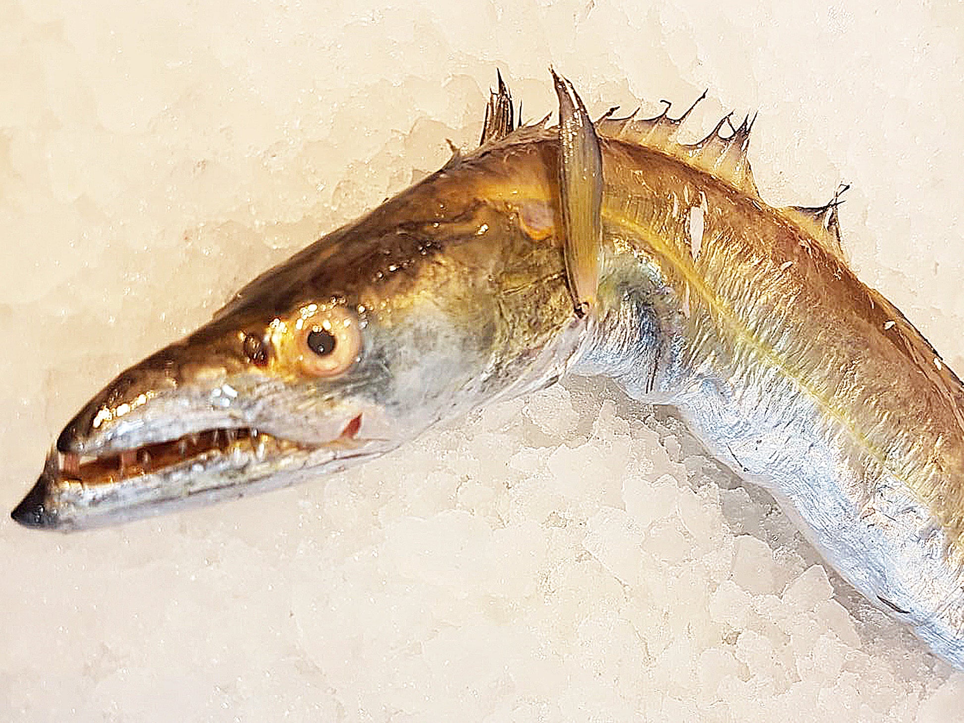 Dish The Fish Wild Caught Online Sustainable Fishmonger Tanjung Balai Wild caught in Indonesia. Comes degutted and descaled, approximate weight indicated is before processing.  Common Name: Yellow Ribbon Fish / Largehead hairtail Scientific Name: Chirocentrus nudus Swainson, 1839 Mandarin Name: 黄带鱼 (Xi dāo) Local Malay Name: Ikan Timah (a.k.a Ng Kee Tua) Remarks: Yellow fins  Good for deep frying or traditionally steamed and accompanied with Teochew porridge.  Comes frozen in portion steaks