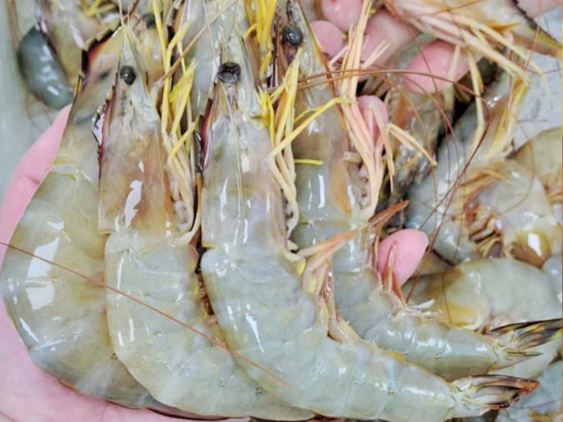 a White (Ang Kar) Prawns (medium size, 500g) - Dishthefish Organic Singapore Fresh Seafood Fish Child Cut Organic Natural Online Delivery Indonesia Malaysia Pontian
