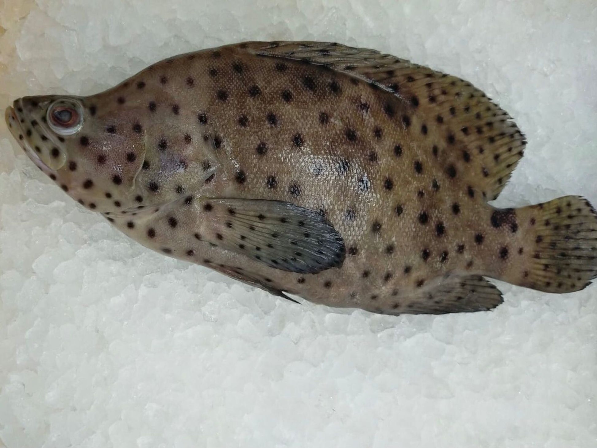 Dishthefish Humpback grouper Mouse grouper CNY Exclusive Fresh Fish Sustainable Indonesia Steam Chinese New Year Online delivery Singapore