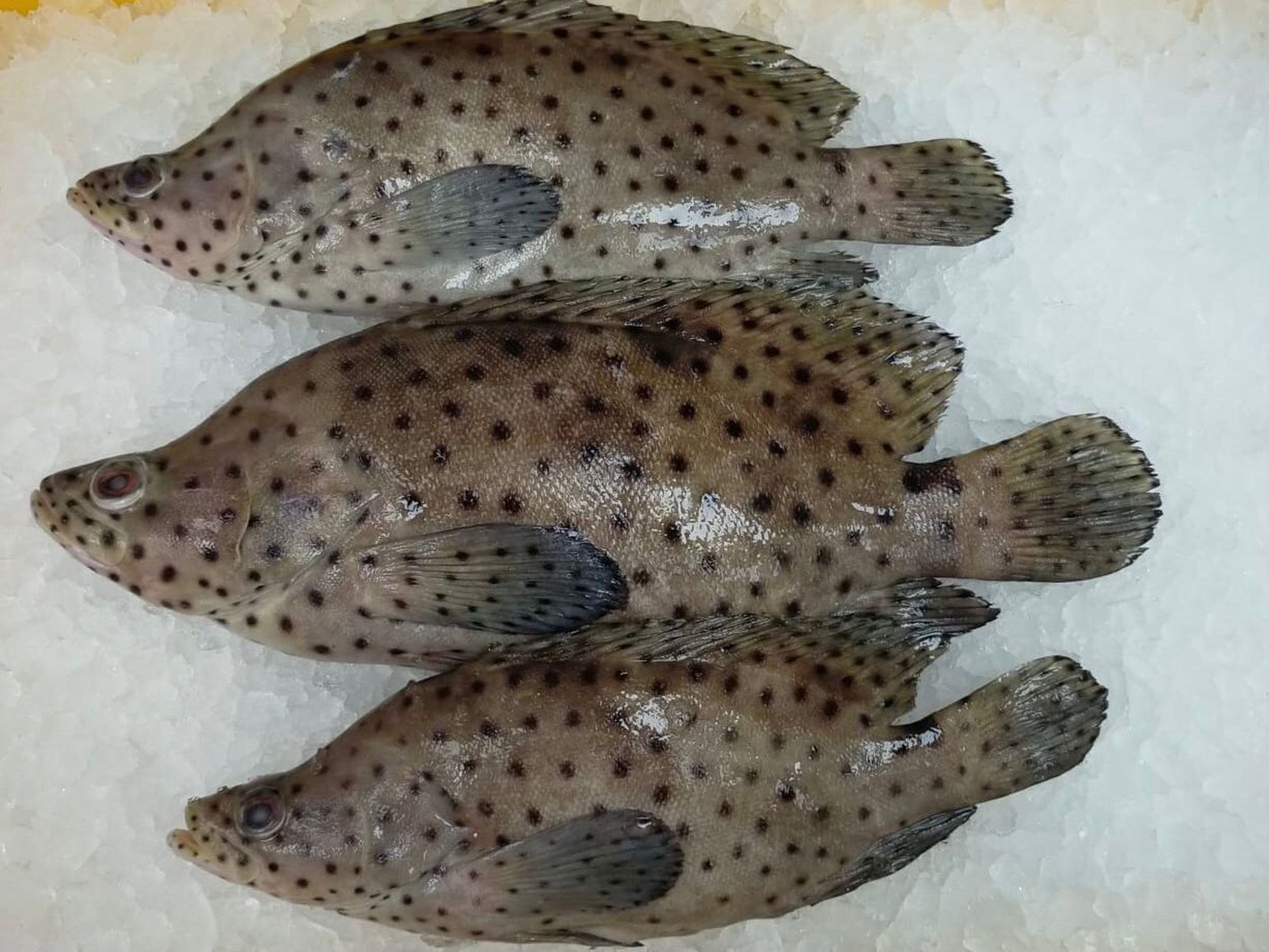 Dishthefish Humpback grouper Mouse grouper CNY Exclusive Fresh Fish Sustainable Indonesia Steam Chinese New Year Online delivery Singapore