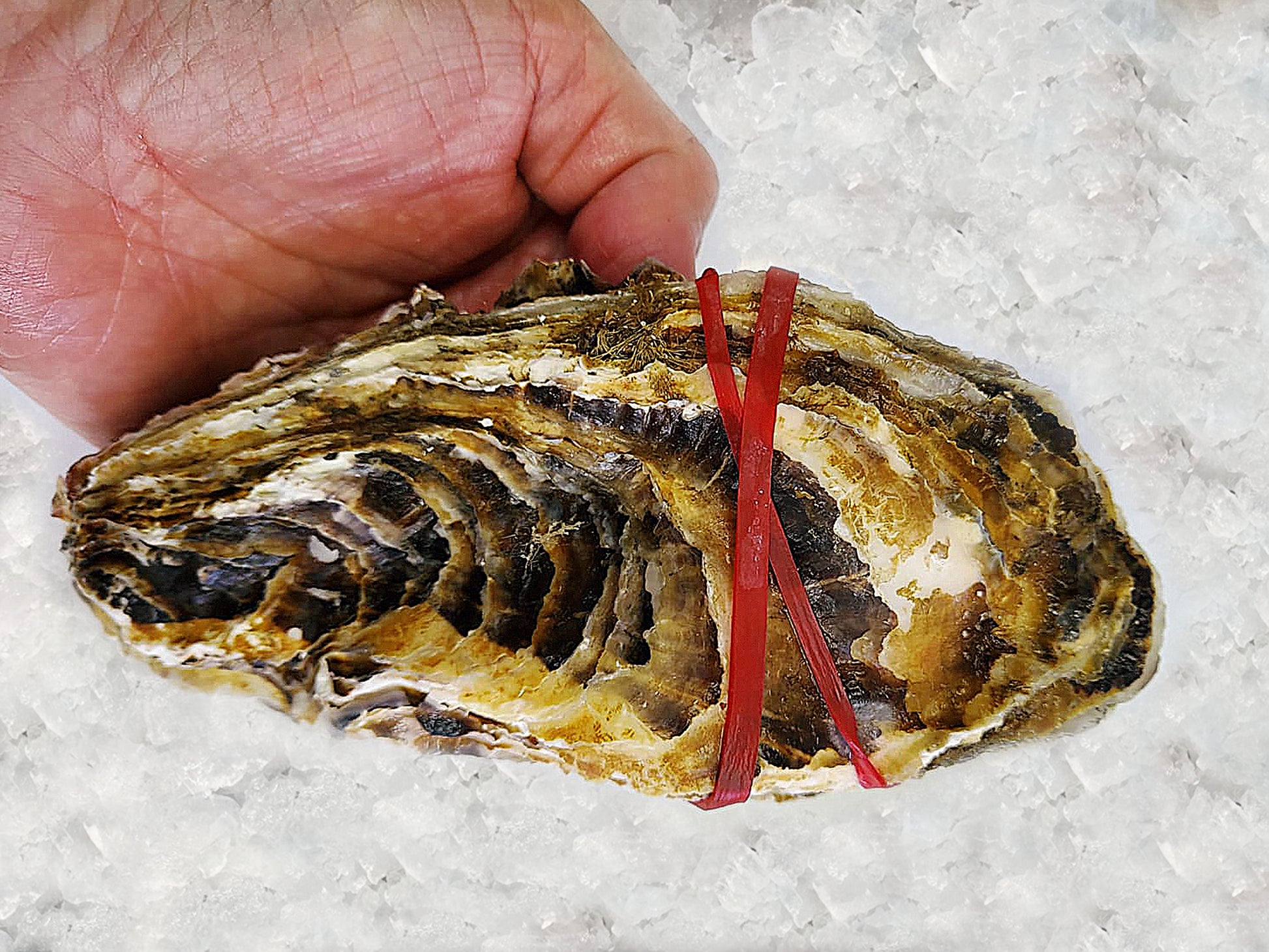 Miyagi Ishimonaki Dish The Fish Wild Caught Sashimi Grade Proton Blast Freezing Online Delivery Shellfish Fresh Fish Seafood High Brine Fruity Milky Juicy Raw Baked Grilled Sustainable Ethical Harvested Farmed