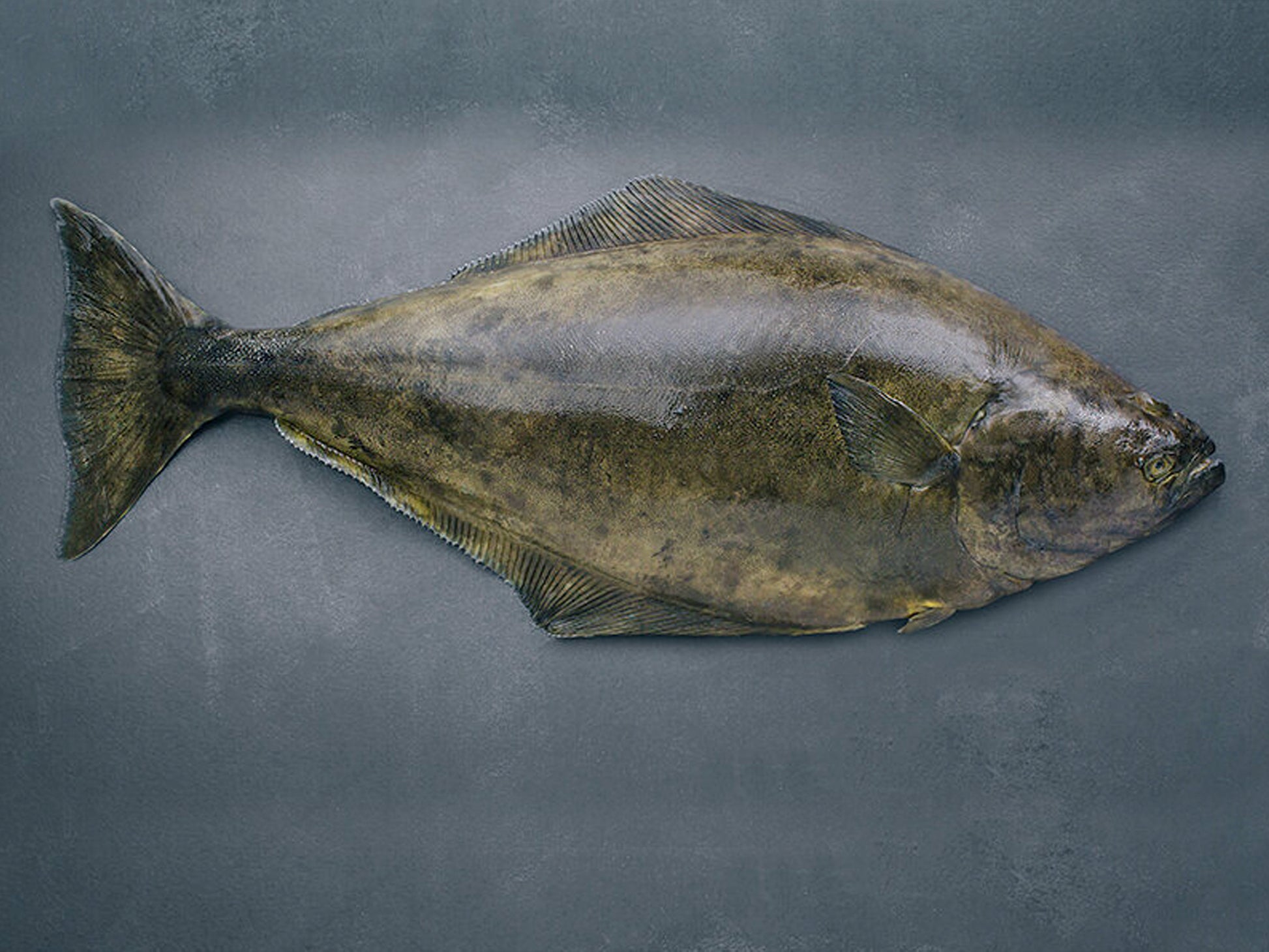 Dishthefish The New Age Fishmonger Pacific Halibut Fresh Fish Seafood Online Delivery Sustainable Wild Caught Responsibly Harvested Line Caught Vancouver British Columbia Canada Fillet Boneless Child cut Steam Grill Bake Fry 加拿大 比目鱼 烤鱼 新鲜 鲜鱼 无骨 小孩 鱼片 蒸鱼 新加坡 鱼饭 巴剎 网购 送鱼 大西洋 比目鱼 Collars 下巴