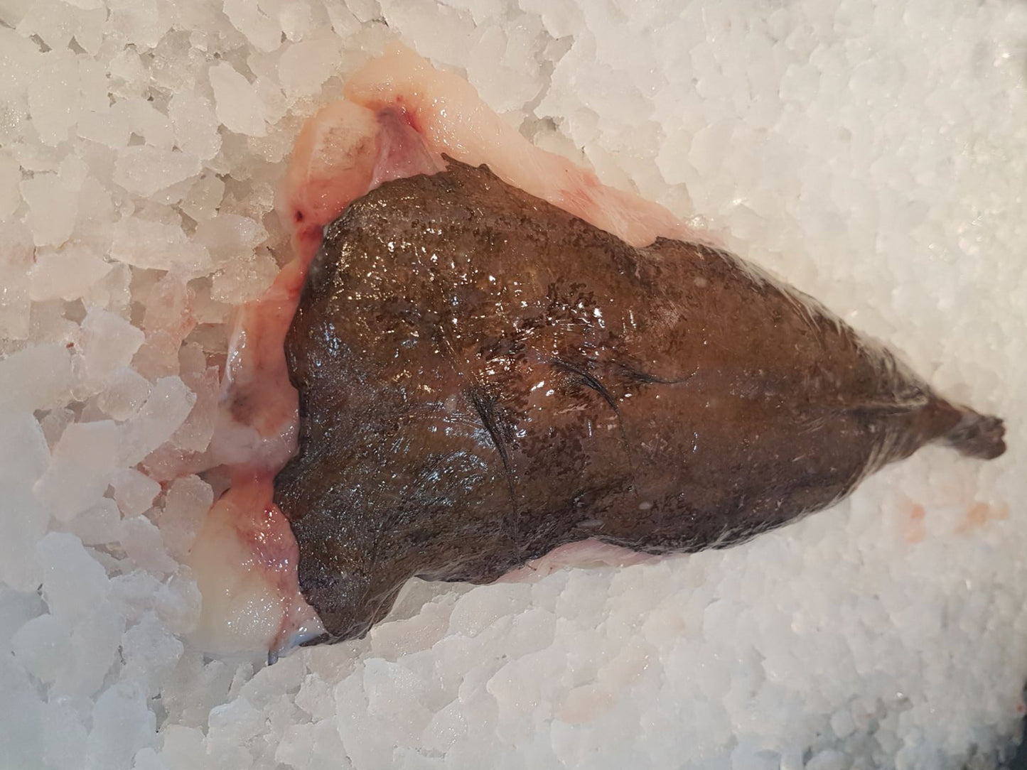 Dish The Fish Dishthefish Singapore online delivery Monkfish Fillet Portugal Atlantic Ocean Wild Caugth Sustainable Fillet Boneless Fresh A Great Fish Makes The Dish
