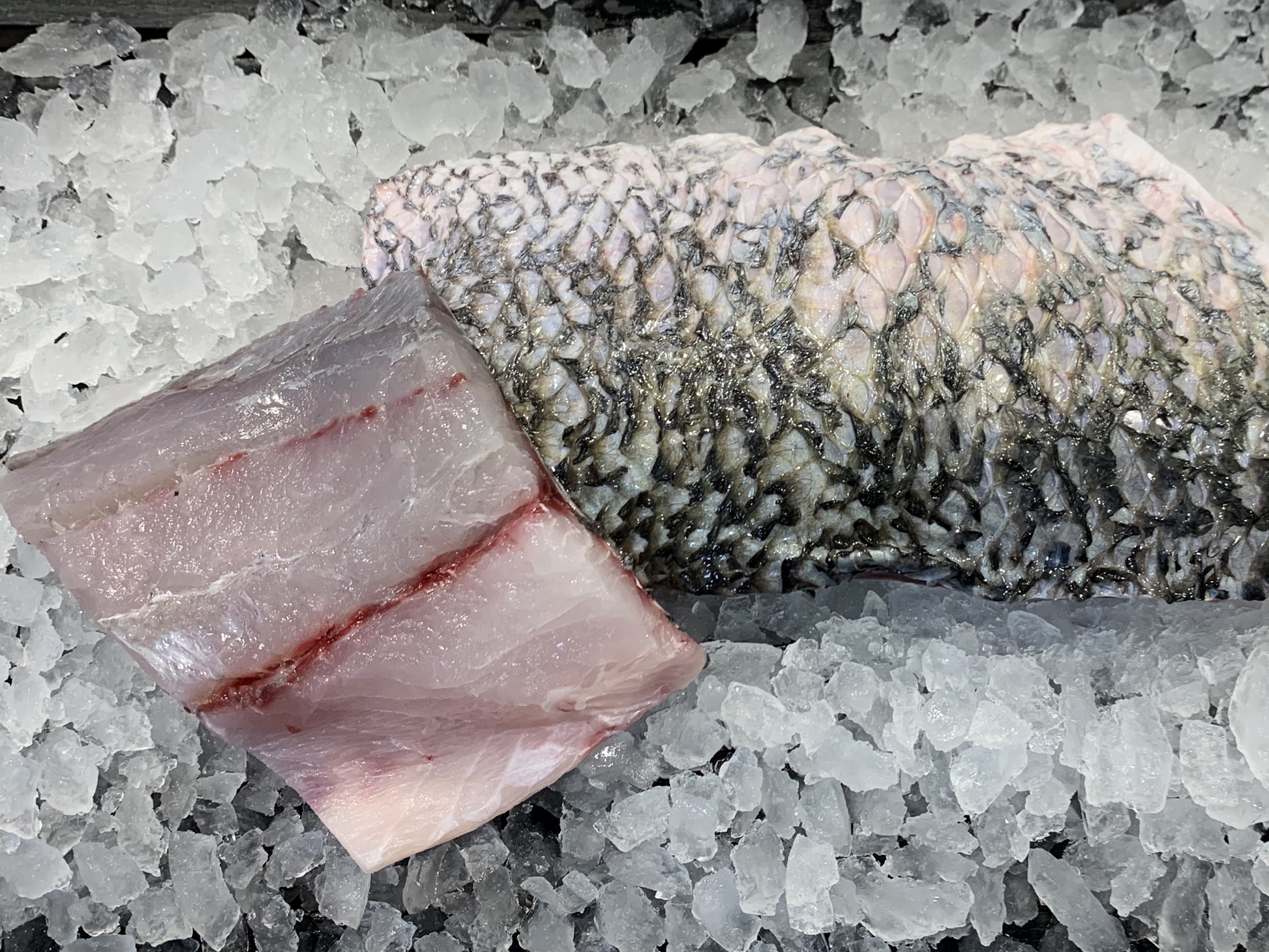 St. John's Sea Bass / Barramundi Fillet (about 500g) - Dishthefish