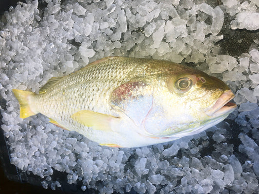 Dishthefish The New Age Fishmonger  Wild Caught Longhead Grunt 石鲈鱼 fresh fish third generation fishmonger singapore fresh seafood supplier singapore 新加坡 渔民 石鲈鱼 巴来 印尼 野生 海抓 鱼片 真空包 鱻 新鲜 鲜鱼 海鲜 天然 自然 海洋