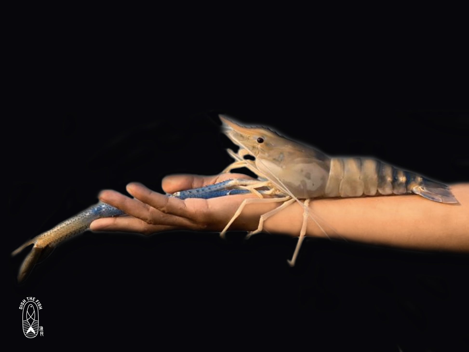 Dishthefish Singapore Fresh Fish Seafood Shellfish Online Delivery Wild caught farmed prawns jumbo river freshwater malaysia indonesia india U5 U3 grill baked steam