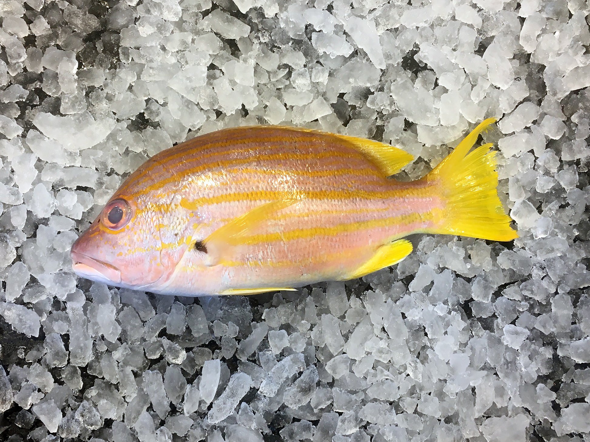 wild caught dishthefish singapore spanish flag snapper 红赤笔 dishthefish singapore fresh fish third generation fishmonger fresh seafood supplier singapore
