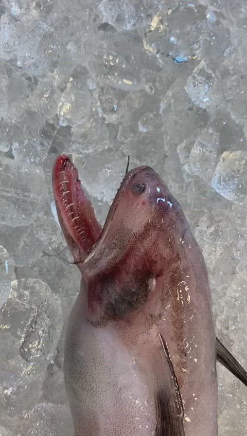 Bombay Duck (硬尾)About 1kg - Dishthefish Singapore Online Delivery Sustainable Wild Caught Wild-caught from Indonesia (Tanjung Balai) waters. Suitable for grilling, frying and for stews. High in omega3 and calcium.  Frozen and vacuum packed in bags of 500g each.   Common Name: Bombay Duck, Indian Bombay-duck Scientific Name: Harpadon nehereus  (Hamilton, 1822) Mandarin Name: 狗母魚 (Gǒu mǔ yú), 印度镰齿鱼 (Yìndù lián chǐ yú) 硬尾 Local Malay Name: Ikan Lumi, Lumek, Loh Mai, Lumi-lumi, Lomei, Si Teng