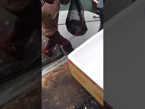 Dishthefish A great fish makes the dish fishmonger singapore farmed pearl grouper hybrid 龙虎 longhu ban child cut sustainable ethical harvested farmed no chemical child cut soup fillet slices hotpot boiled steam 鱻 鲜鱼 送货 网购 海鲜 小孩 鱼片 火锅 鱼头炉 无骨 渔场 新加坡 渔民