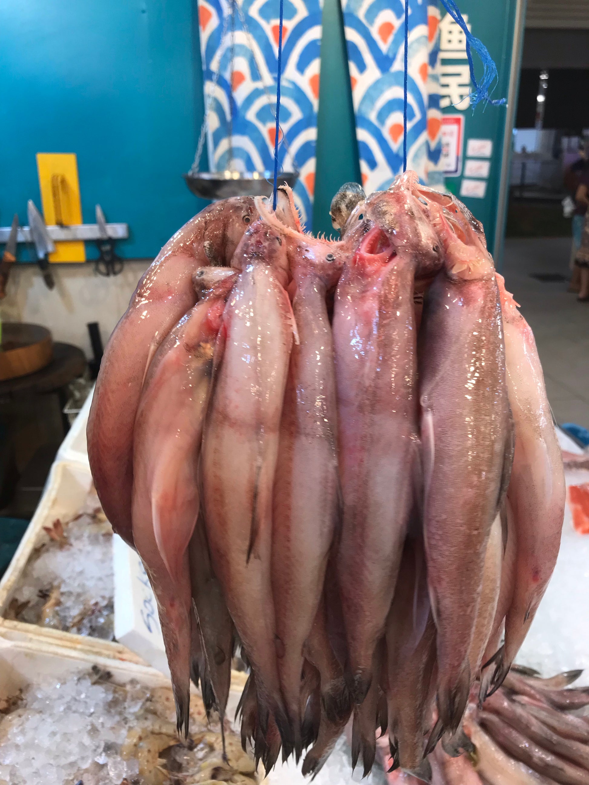 Bombay Duck (硬尾)About 1kg - Dishthefish Singapore Online Delivery Sustainable Wild Caught Wild-caught from Indonesia (Tanjung Balai) waters. Suitable for grilling, frying and for stews. High in omega3 and calcium.  Frozen and vacuum packed in bags of 500g each.   Common Name: Bombay Duck, Indian Bombay-duck Scientific Name: Harpadon nehereus  (Hamilton, 1822) Mandarin Name: 狗母魚 (Gǒu mǔ yú), 印度镰齿鱼 (Yìndù lián chǐ yú) 硬尾 Local Malay Name: Ikan Lumi, Lumek, Loh Mai, Lumi-lumi, Lomei, Si Teng