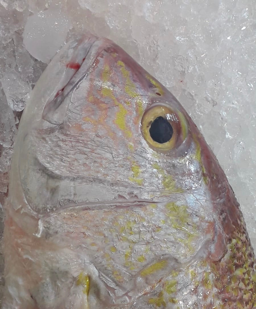 Dishthefish The New Age Fishmonger Red emperor golden mangrove snapper fresh fish seafood online delivery wild caught sustainable farmed wet market children slice fish slices head 鱼头 红鸡 红狮子 红皂 咖喱鱼头 咖喱 鱼头汤 海鲜汤 巴刹 网购 送货 新加坡