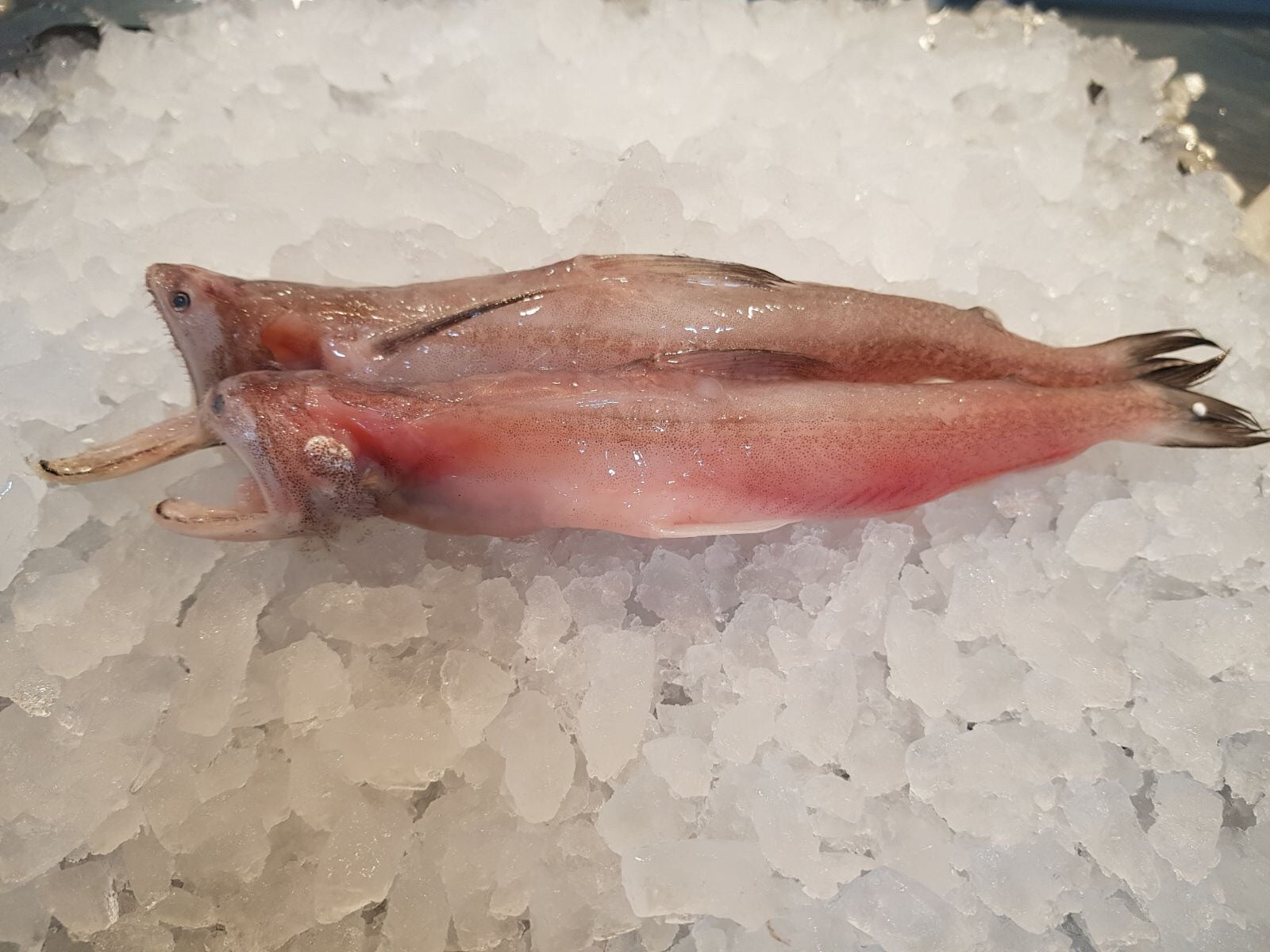 Bombay Duck (硬尾)About 1kg - Dishthefish Singapore Online Delivery Sustainable Wild Caught Wild-caught from Indonesia (Tanjung Balai) waters. Suitable for grilling, frying and for stews. High in omega3 and calcium.  Frozen and vacuum packed in bags of 500g each.   Common Name: Bombay Duck, Indian Bombay-duck Scientific Name: Harpadon nehereus  (Hamilton, 1822) Mandarin Name: 狗母魚 (Gǒu mǔ yú), 印度镰齿鱼 (Yìndù lián chǐ yú) 硬尾 Local Malay Name: Ikan Lumi, Lumek, Loh Mai, Lumi-lumi, Lomei, Si Teng