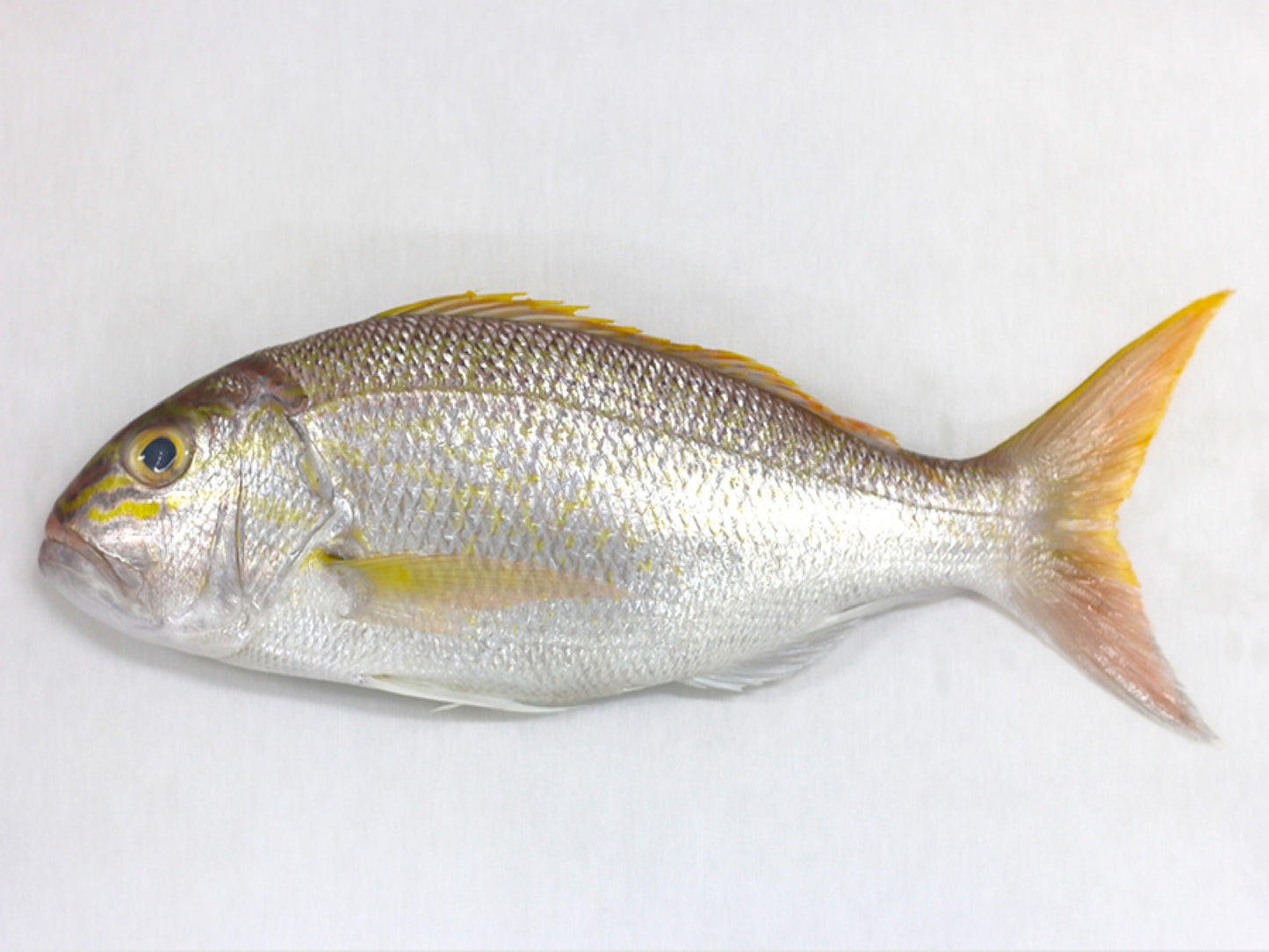 Big Snapper - Dishthefish