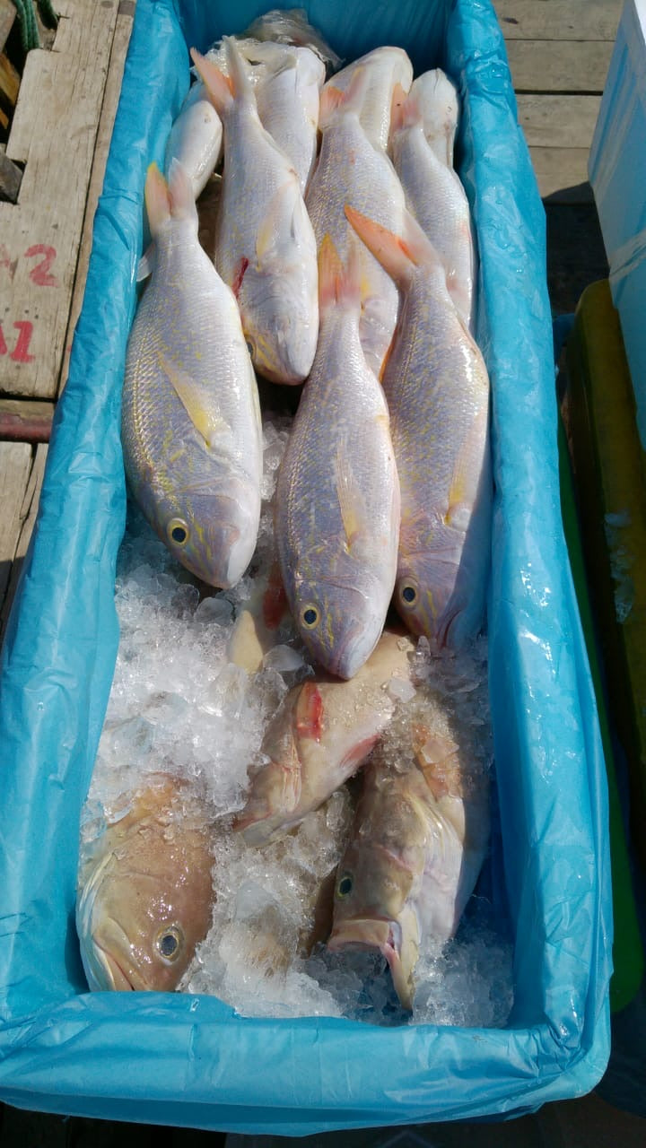 Dishthefish The New Age fishmonger fresh fish seafood wild caught goldband snapper white online delivery child cut curry fish head fillet boneless steak 新加坡 印尼 野生 海抓 渔民 巴刹 网购 送货 红哥里 鱼片 小孩 鱼肉 咖喱鱼头 鱼片 鱼片汤 无骨