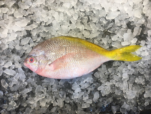 dishthefish wild caught potato fish yellowtail 番薯鱼 fresh fish for fishballs dishthefish