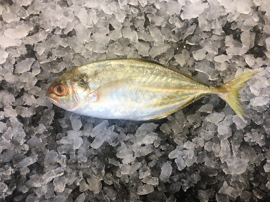 dishthefish wild caught horse mackerel bentong 文东 fresh fish third generation fishmonger singapore fresh seafood supplier singapore