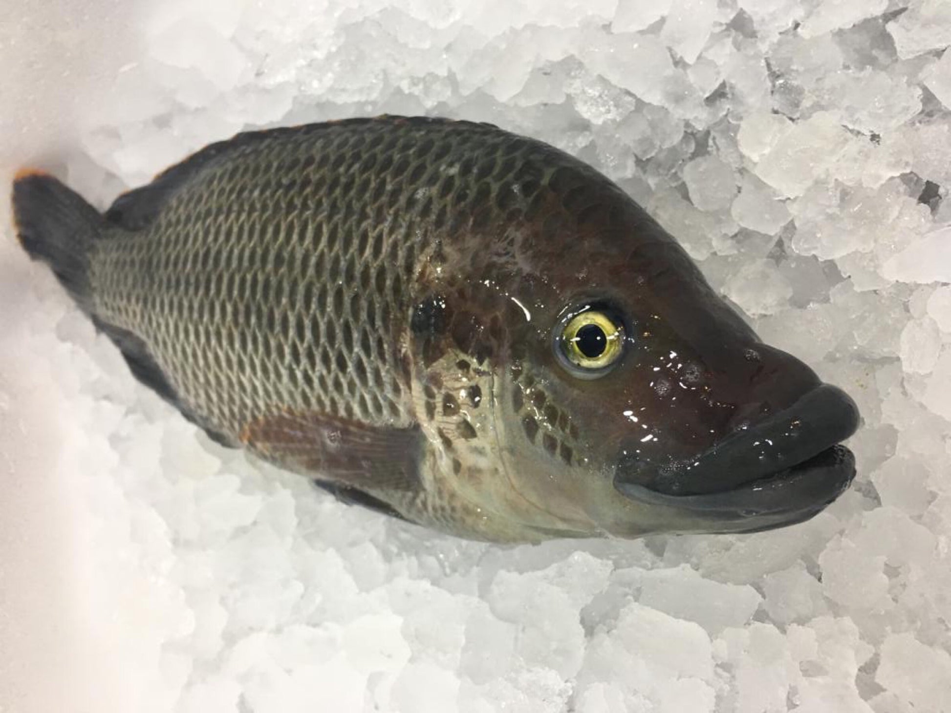 St Peter’s Tilapia (Blue Kurper Fish) - about 600g - Dishthefish