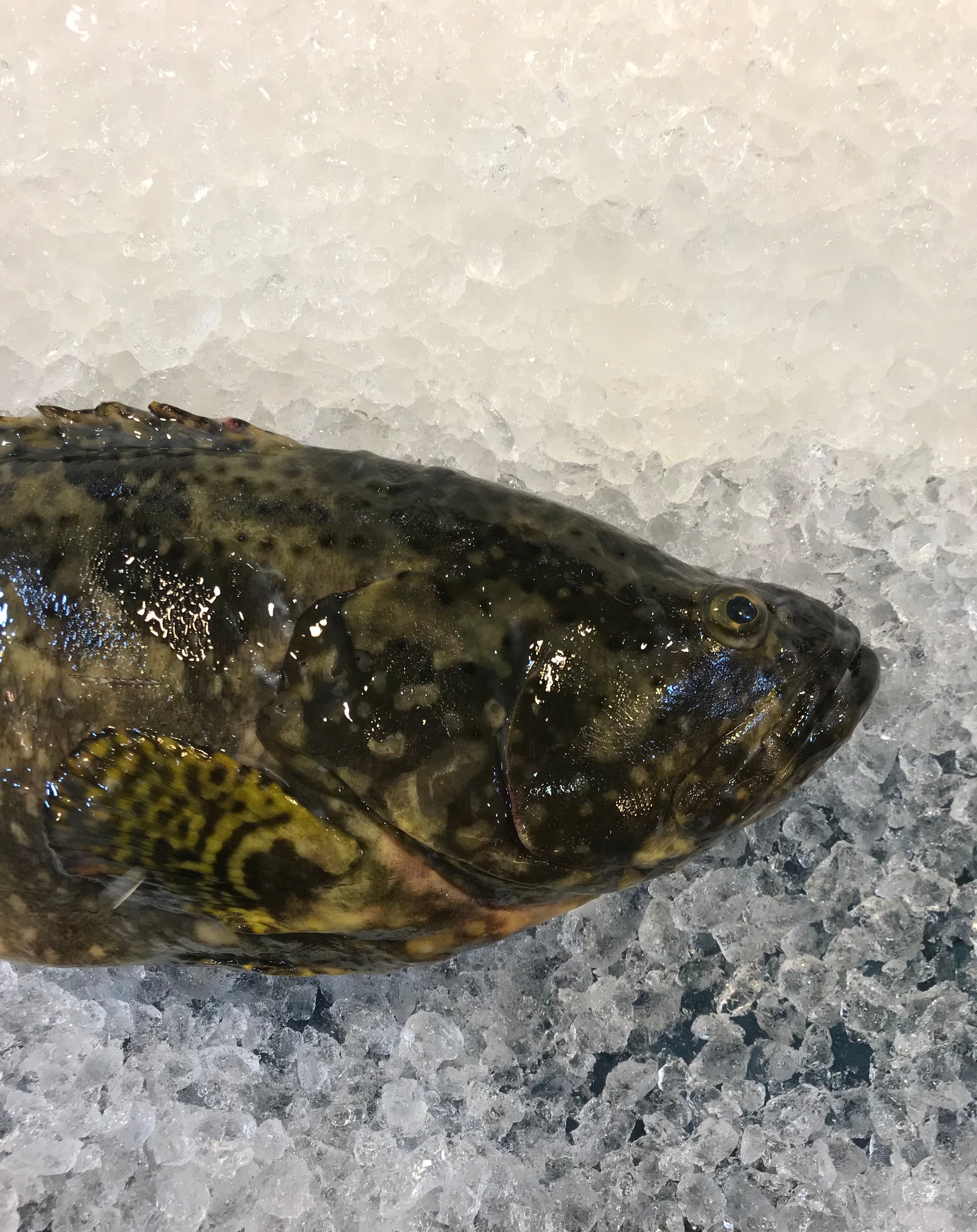 Dishthefish A great fish makes the dish fishmonger singapore farmed pearl grouper hybrid 龙虎 longhu ban child cut sustainable ethical harvested farmed no chemical child cut soup fillet slices hotpot boiled steam 鱻 鲜鱼 送货 网购 海鲜 小孩 鱼片 火锅 鱼头炉 无骨 渔场 新加坡 渔民