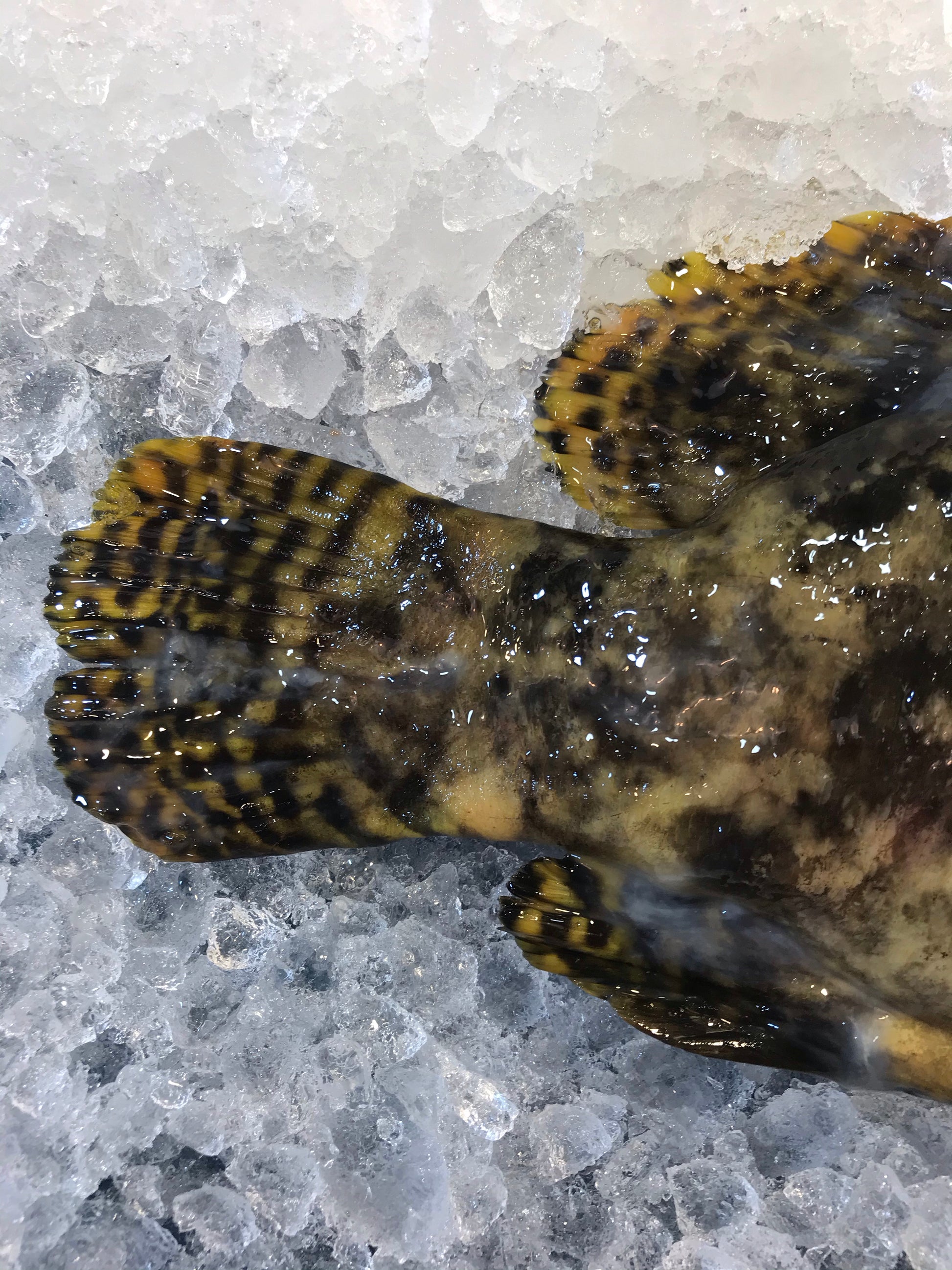 Dishthefish A great fish makes the dish fishmonger singapore farmed pearl grouper hybrid 龙虎 longhu ban child cut sustainable ethical harvested farmed no chemical child cut soup fillet slices hotpot boiled steam 鱻 鲜鱼 送货 网购 海鲜 小孩 鱼片 火锅 鱼头炉 无骨 渔场 新加坡 渔民