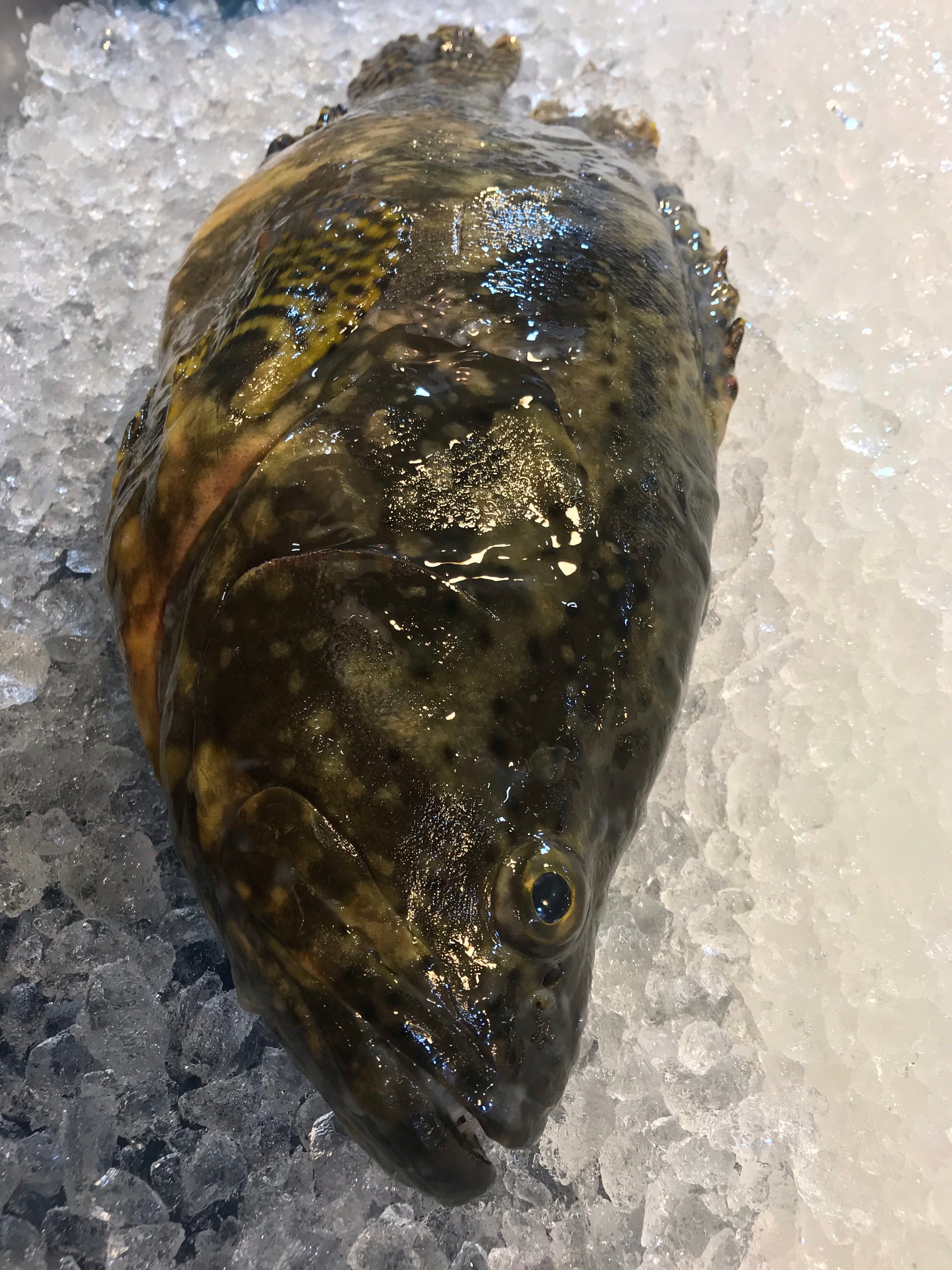 Dishthefish A great fish makes the dish fishmonger singapore farmed pearl grouper hybrid 龙虎 longhu ban child cut sustainable ethical harvested farmed no chemical child cut soup fillet slices hotpot boiled steam 鱻 鲜鱼 送货 网购 海鲜 小孩 鱼片 火锅 鱼头炉 无骨 渔场 新加坡 渔民