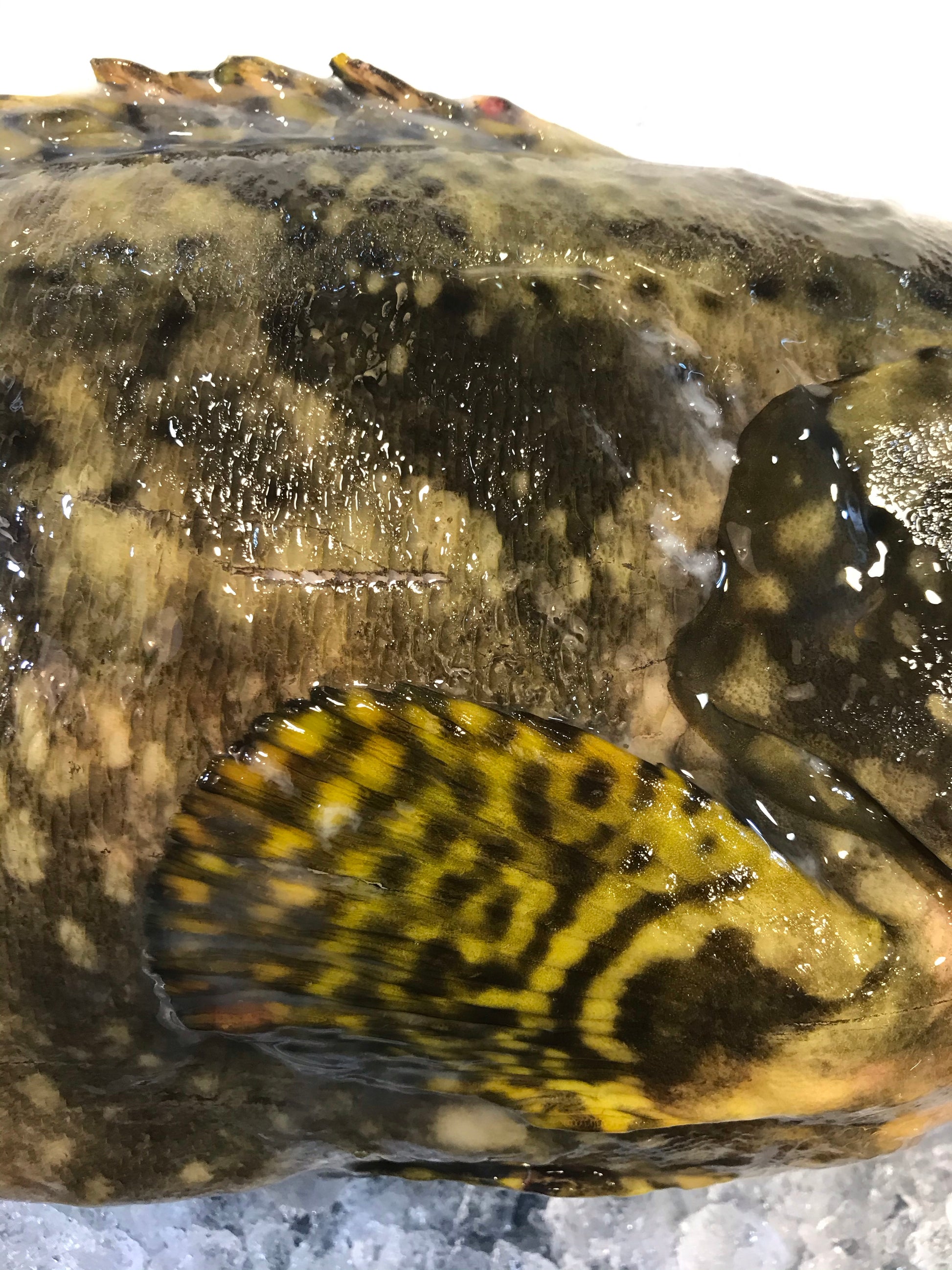 Dishthefish A great fish makes the dish fishmonger singapore farmed pearl grouper hybrid 龙虎 longhu ban child cut sustainable ethical harvested farmed no chemical child cut soup fillet slices hotpot boiled steam 鱻 鲜鱼 送货 网购 海鲜 小孩 鱼片 火锅 鱼头炉 无骨 渔场 新加坡 渔民