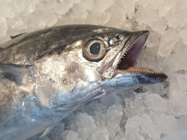 sootted mackerel singapore fishmonger fresh fish seafood online delivery market the new age fishmonger 马鲛鱼